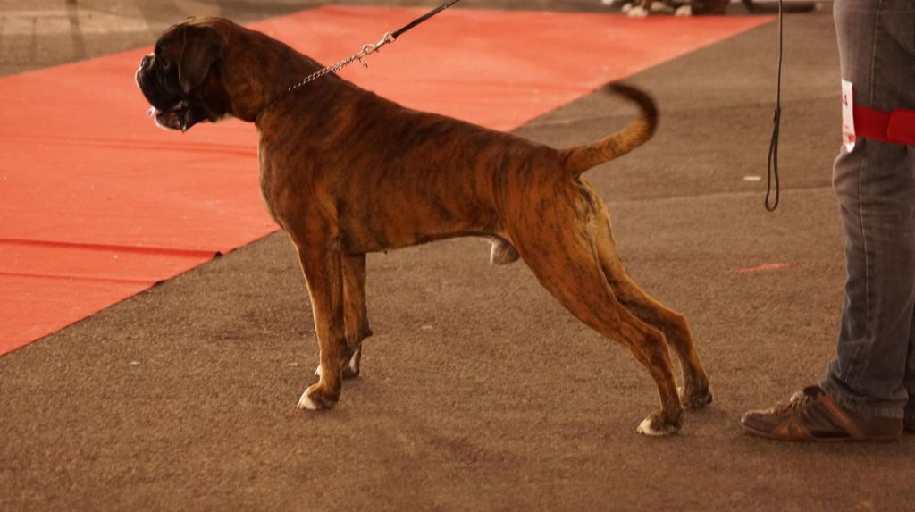 de la demeure ballanaise - CACIB Poitiers le 21/10/18