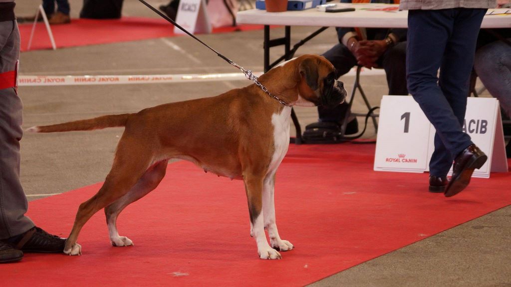 de la demeure ballanaise - CACIB Limoges le 08/04/18