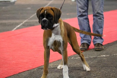 de la demeure ballanaise - CACIB Poitiers Le 21/10/12
