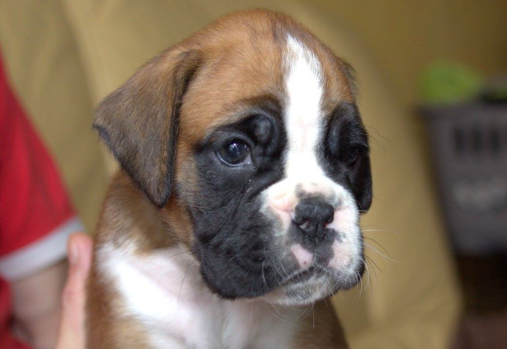 CHIOT