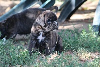 CHIOT