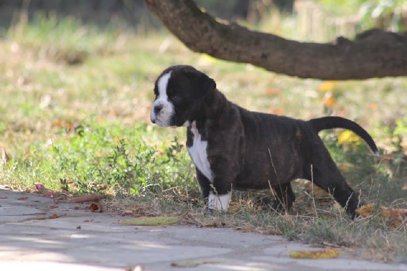 de la demeure ballanaise - Boxer - Portée née le 14/07/2013